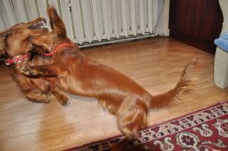 NADIM jamniki Kollapsar